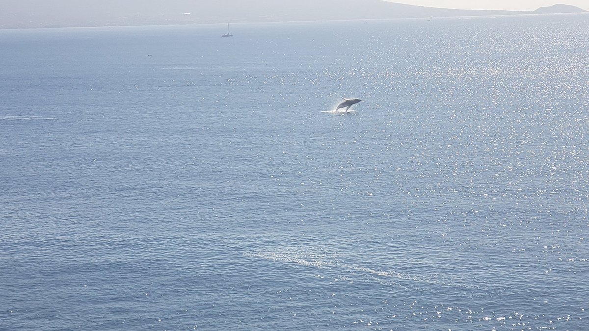 tyeaglesoaring's tweet photo. Awaiting your green candle spike is like waiting a year for your humpback whales to return from Alaska to Maalaea Bay, Maui and have one do a full breach greeting!🐳 https://t.co/VsyeNArbb1