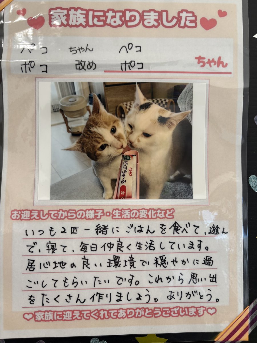 譲渡型保護猫Cafe あおねこ(新潟県田上町) (@aoneko_cafe) / Posts / X