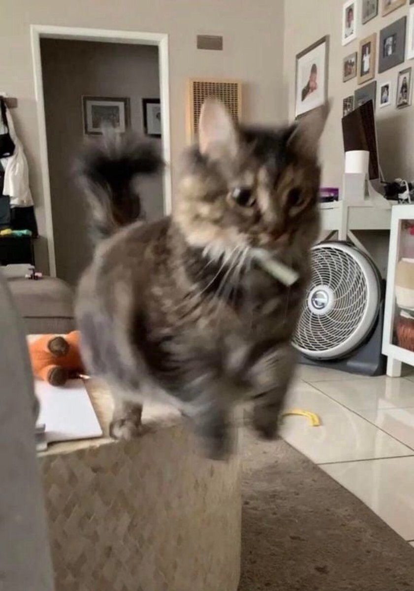 nocontextscats's tweet photo. weeeeeeeeee https://t.co/cMO7QJhzlY