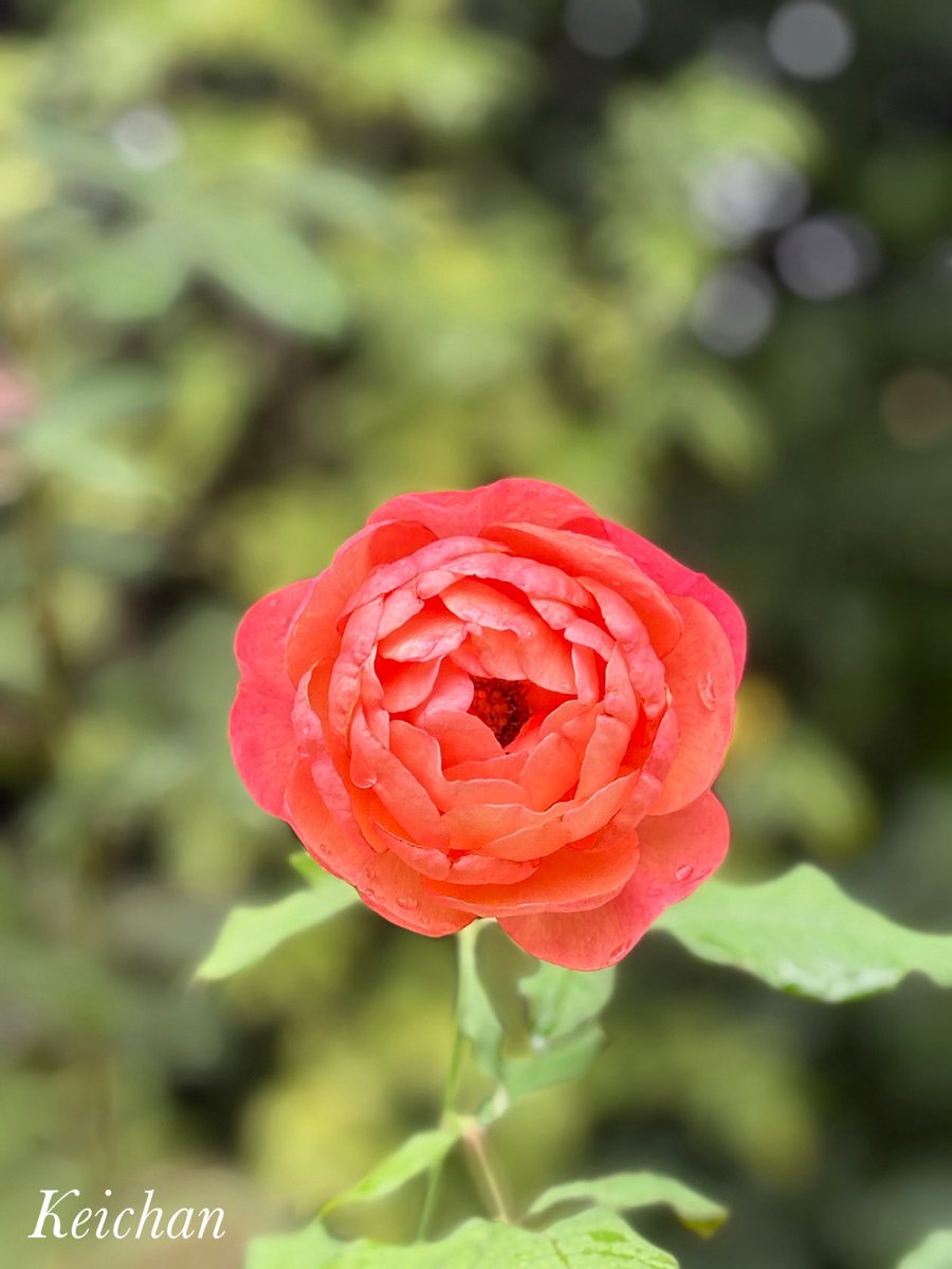 けいちゃん (@k1222_keichan) / Posts / X