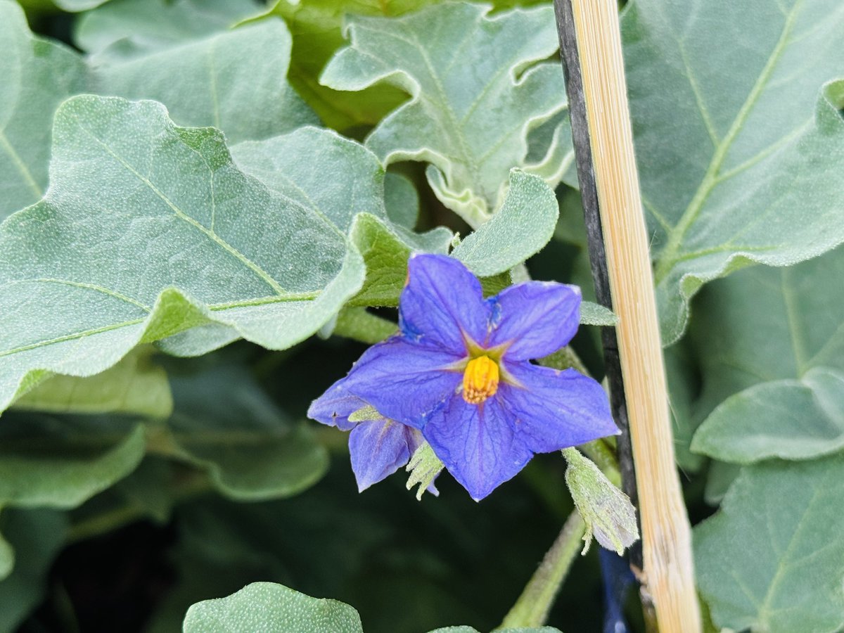 ดอกอะไรเอ่ย? 🌿สีม่วง ๆ น่ารักดีเหมาะกับวันเสาร์ ที่ตรงกะวันเด็ก #สวัสดีวันเด็ก2569