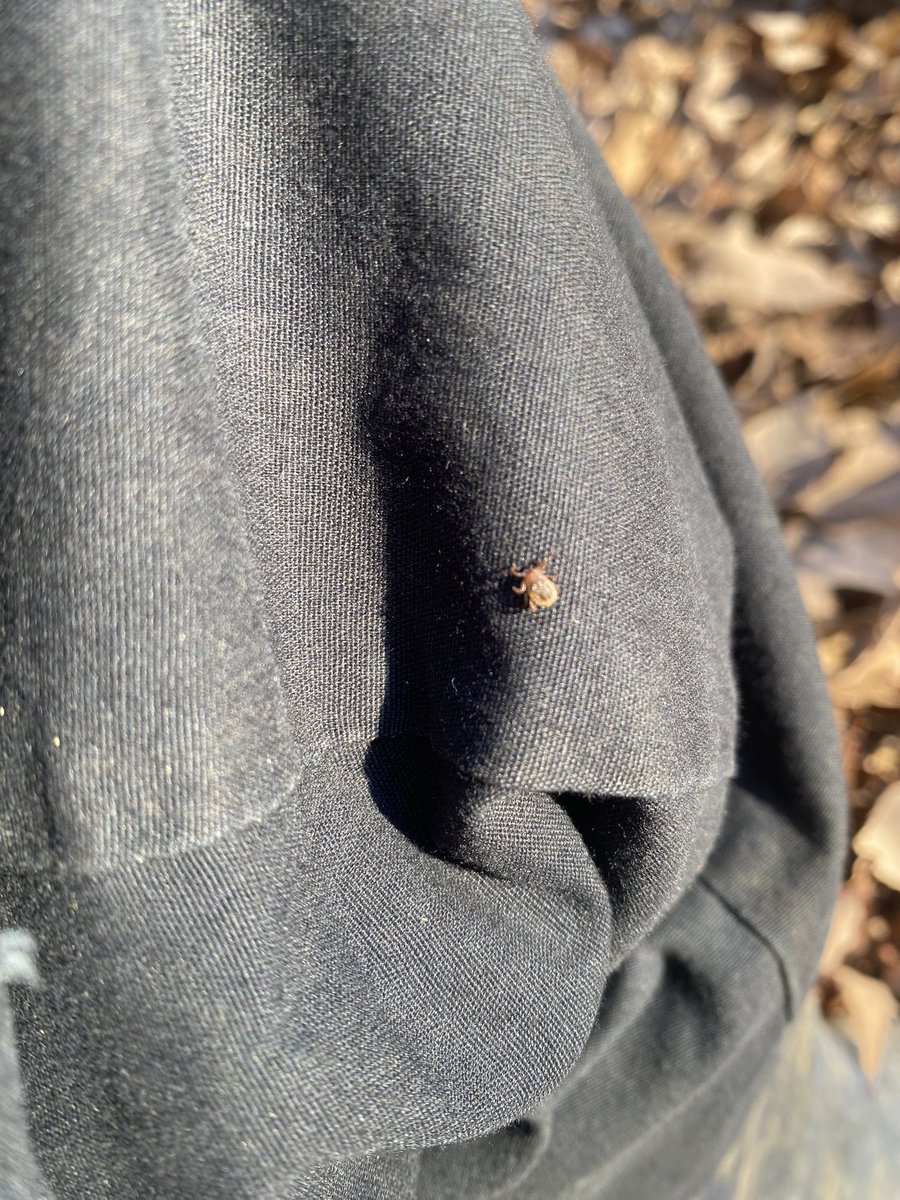 りゅうくんの誕生日に久々の山へ^ ^
　　
マダニでさえも何だか愛おしい😕
　
無事りゅうくん誕生日ラベル取れてよかった！