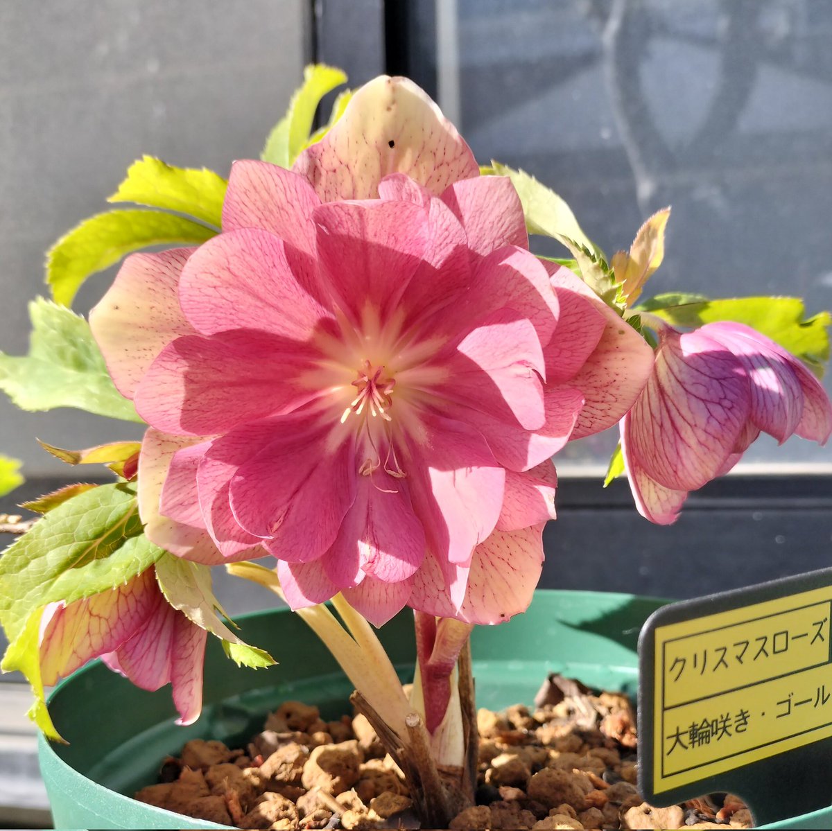 今朝植え替えてたクリスマスローズの1つ ちょい前に開花株を買いに行っ