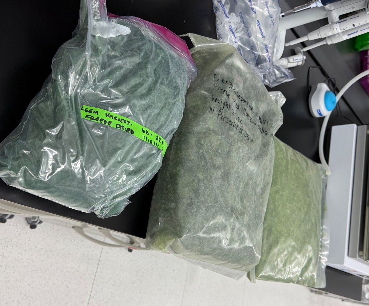 Kylelauersen's tweet photo. Have you ever seen 8 kgs of clean algal biomass? Thanks to our colleagues @ASU_AzCATI, we have plenty of Galdieria and Nannochloropsis to play with! @KAUST_BESE @MLPMasson @Barbara_C_F https://t.co/unLq5OFenr