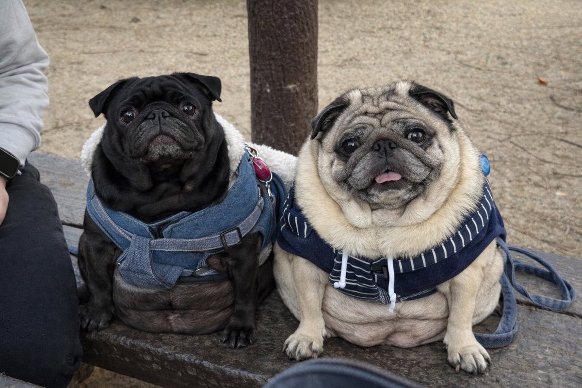 きなあられ tweet media