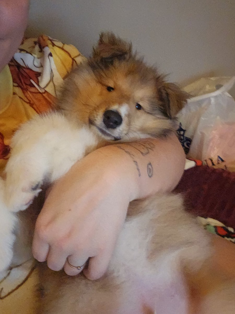 Gromsemannen's tweet photo. Harvey is home🥰 https://t.co/z3zl5nrXXr