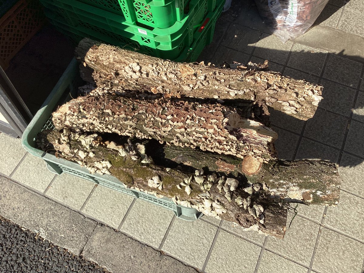 入荷情報 産卵材 土埋めレイシ材 植菌カワラ材 天然カワラ材 DDA 昆虫
