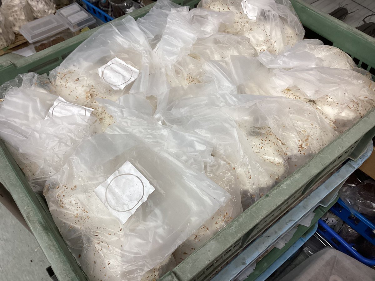 入荷情報 産卵材 土埋めレイシ材 植菌カワラ材 天然カワラ材 DDA 昆虫