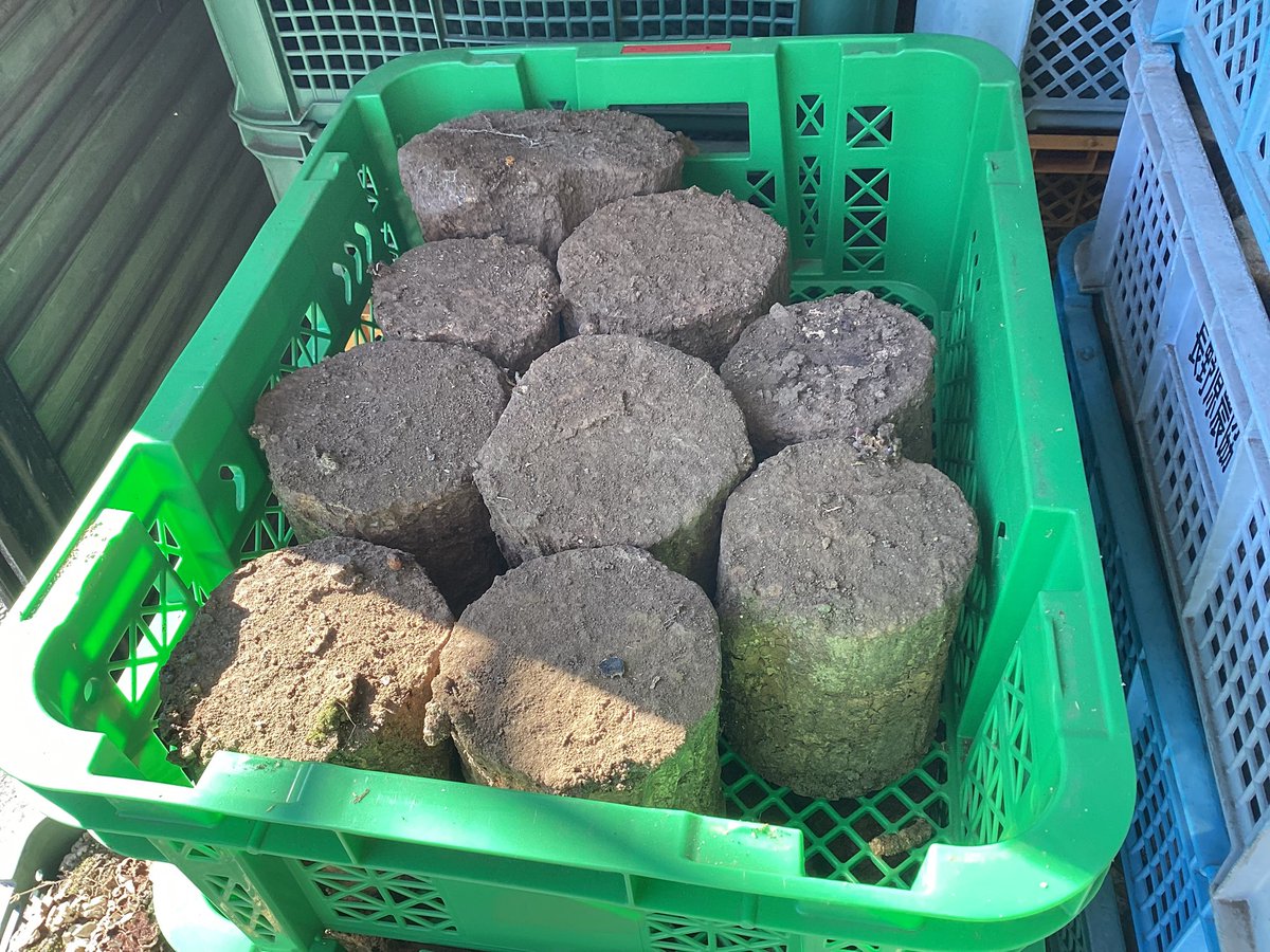 入荷情報 産卵材 土埋めレイシ材 植菌カワラ材 天然カワラ材 DDA 昆虫