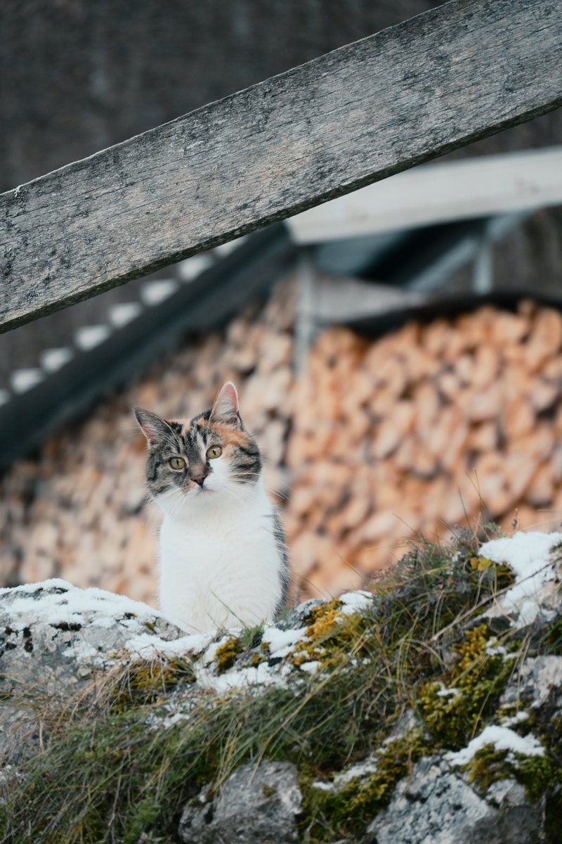cococoococoo's tweet photo. local guide in hallstatt https://t.co/Dpb4kWhiaJ