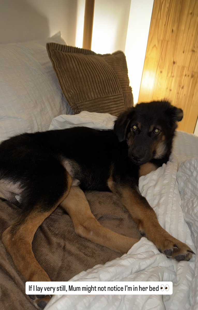 Niall Harbison tweet media