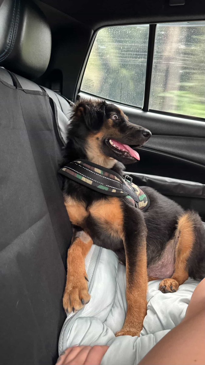 Niall Harbison tweet media