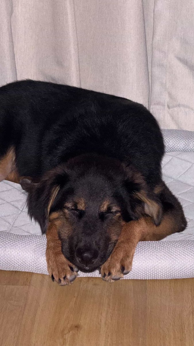 Niall Harbison tweet media