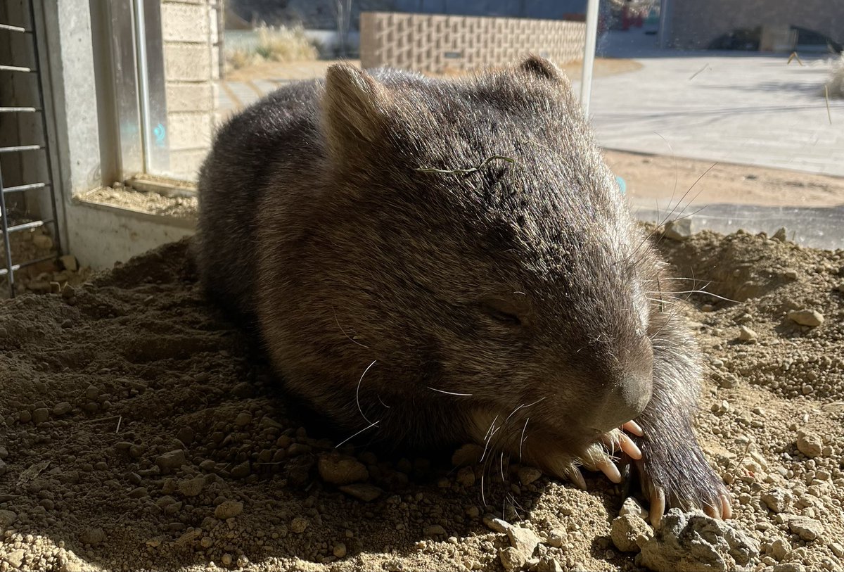 satsukiyama_zoo's tweet image. 日差しを浴びながらお昼寝しているユキちゃん💤☀️
#ウォンバット
#ユキ
#お昼寝