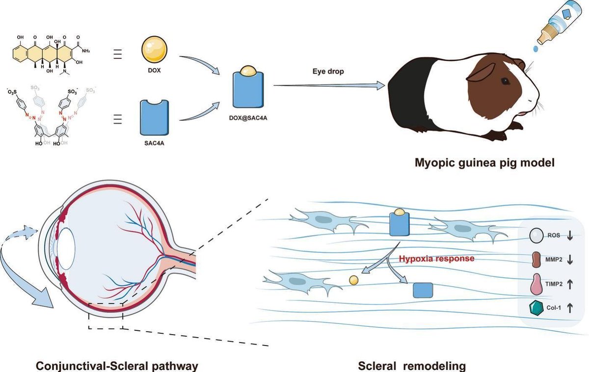 Guo Lab@NKU tweet media