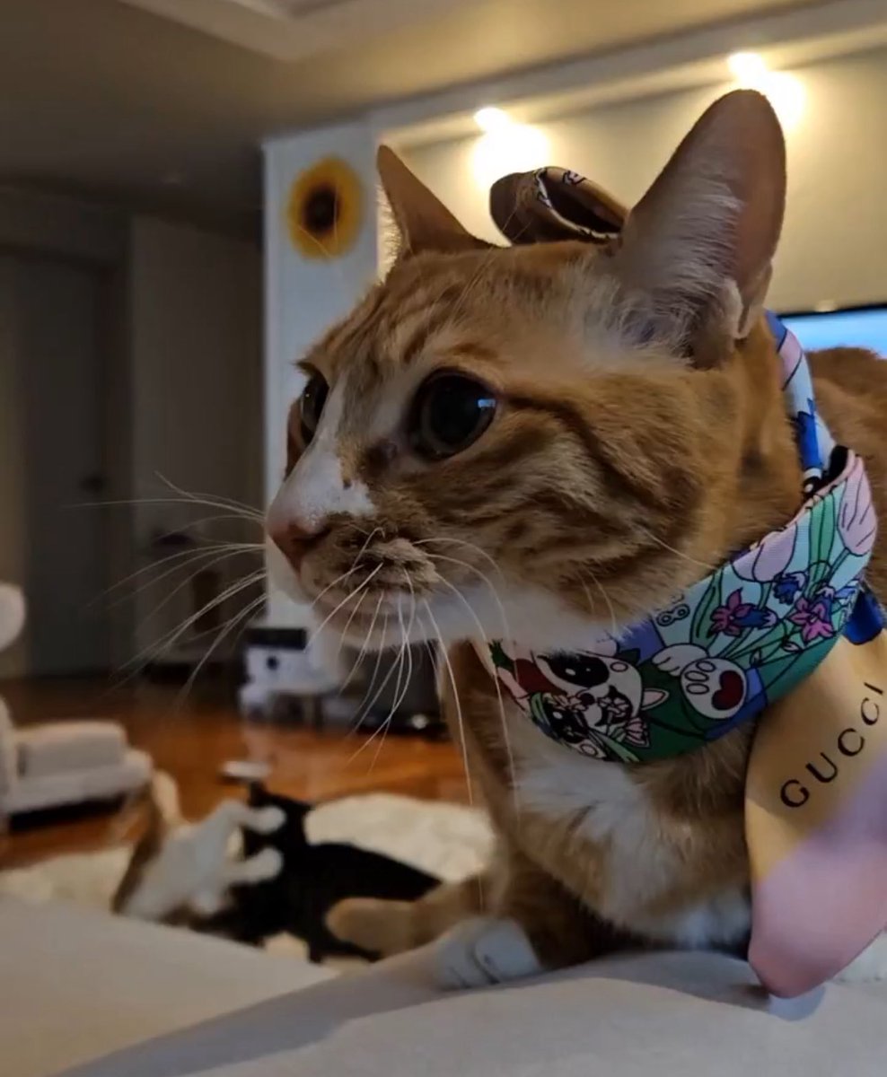 lfy0915's tweet image. 엉망진창 순둥도리