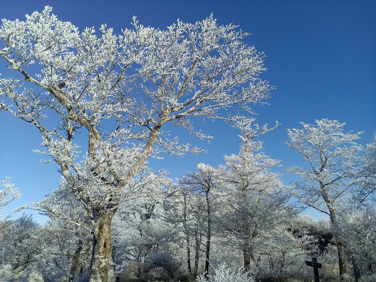 Senba_39's tweet image. 2週連続の丹沢山。
霧氷がとても綺麗でした。
ビーナスベルトって3枚目みたいな空かと思ってたけど勘違いしてた。真逆なのね。
いつか山頂で日の出を迎えて見てみたい。