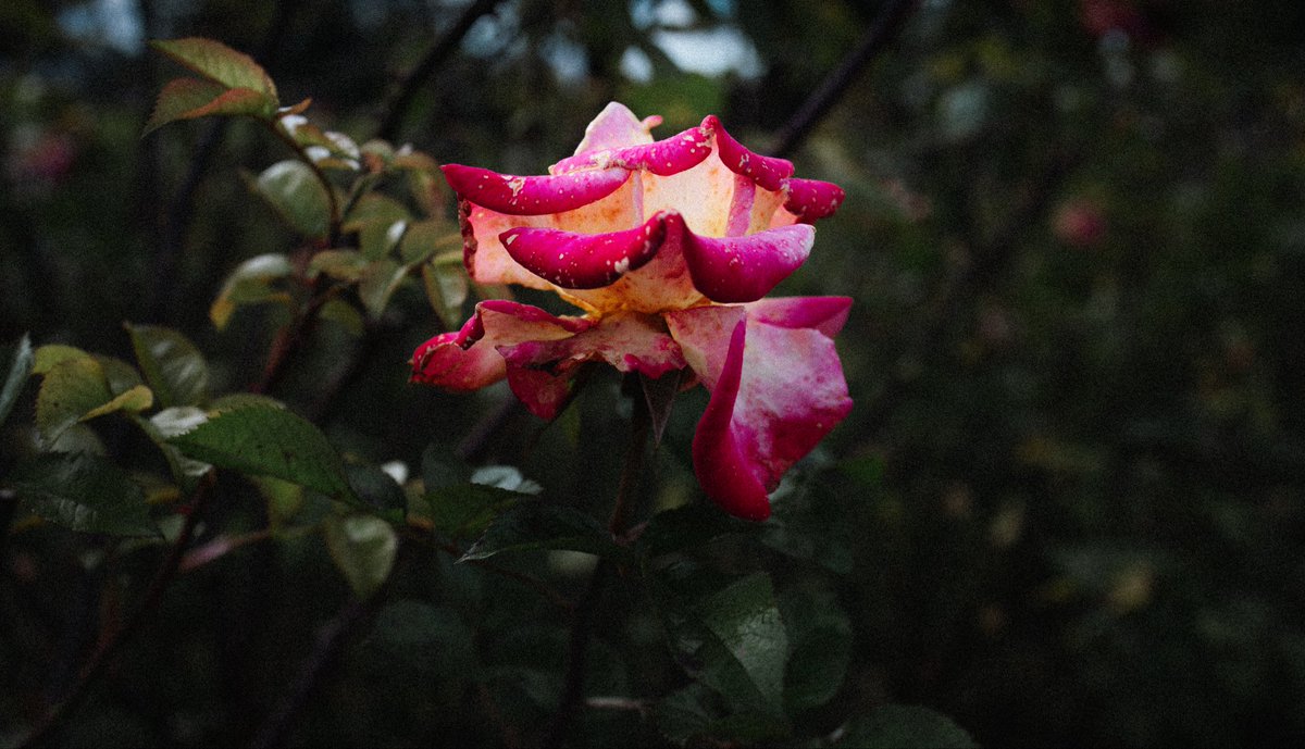 nadishsood's tweet photo. roses vs winters
01.09.26 https://t.co/7nmMqLmZiR