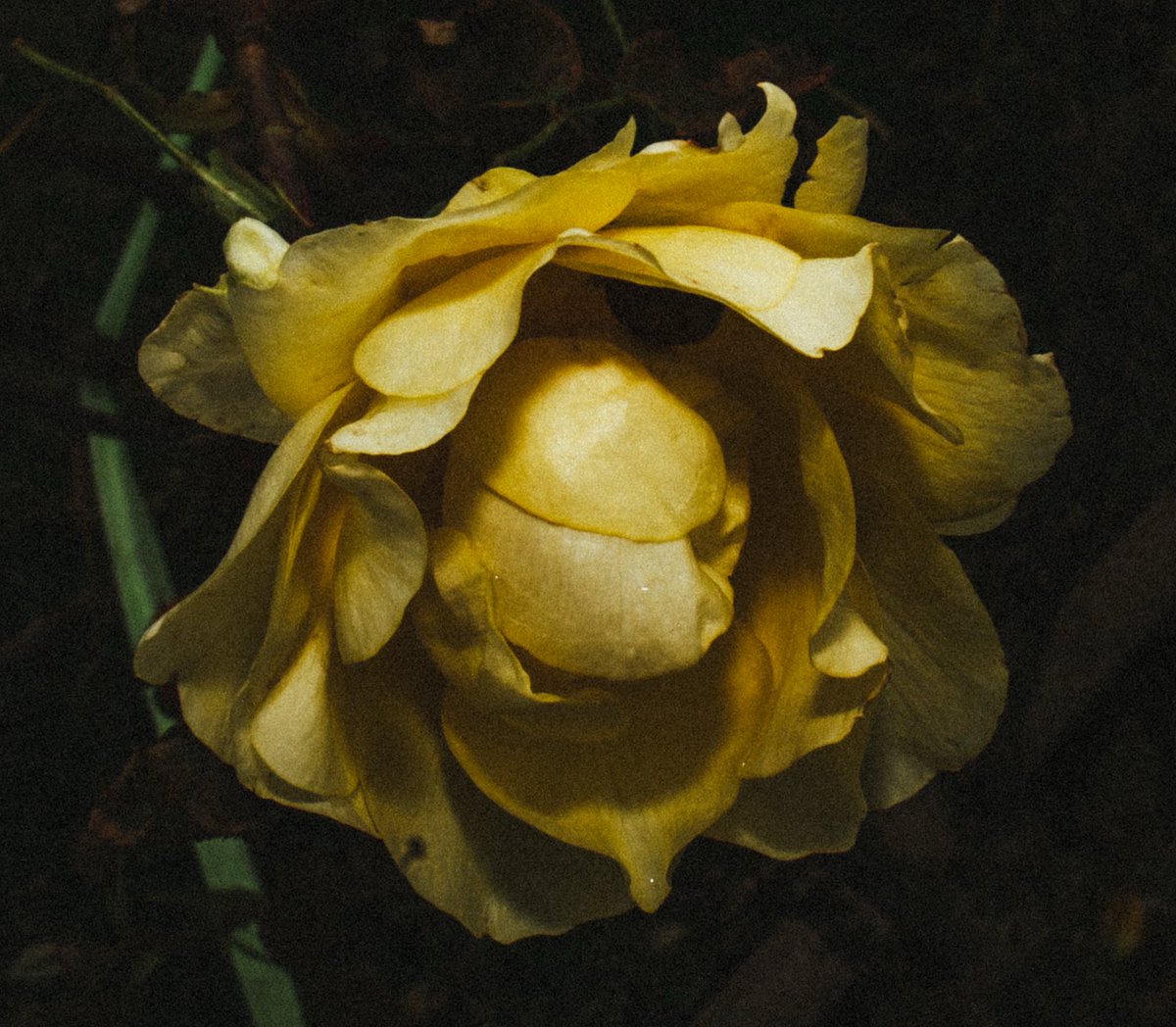 nadishsood's tweet photo. roses vs winters
01.09.26 https://t.co/7nmMqLmZiR