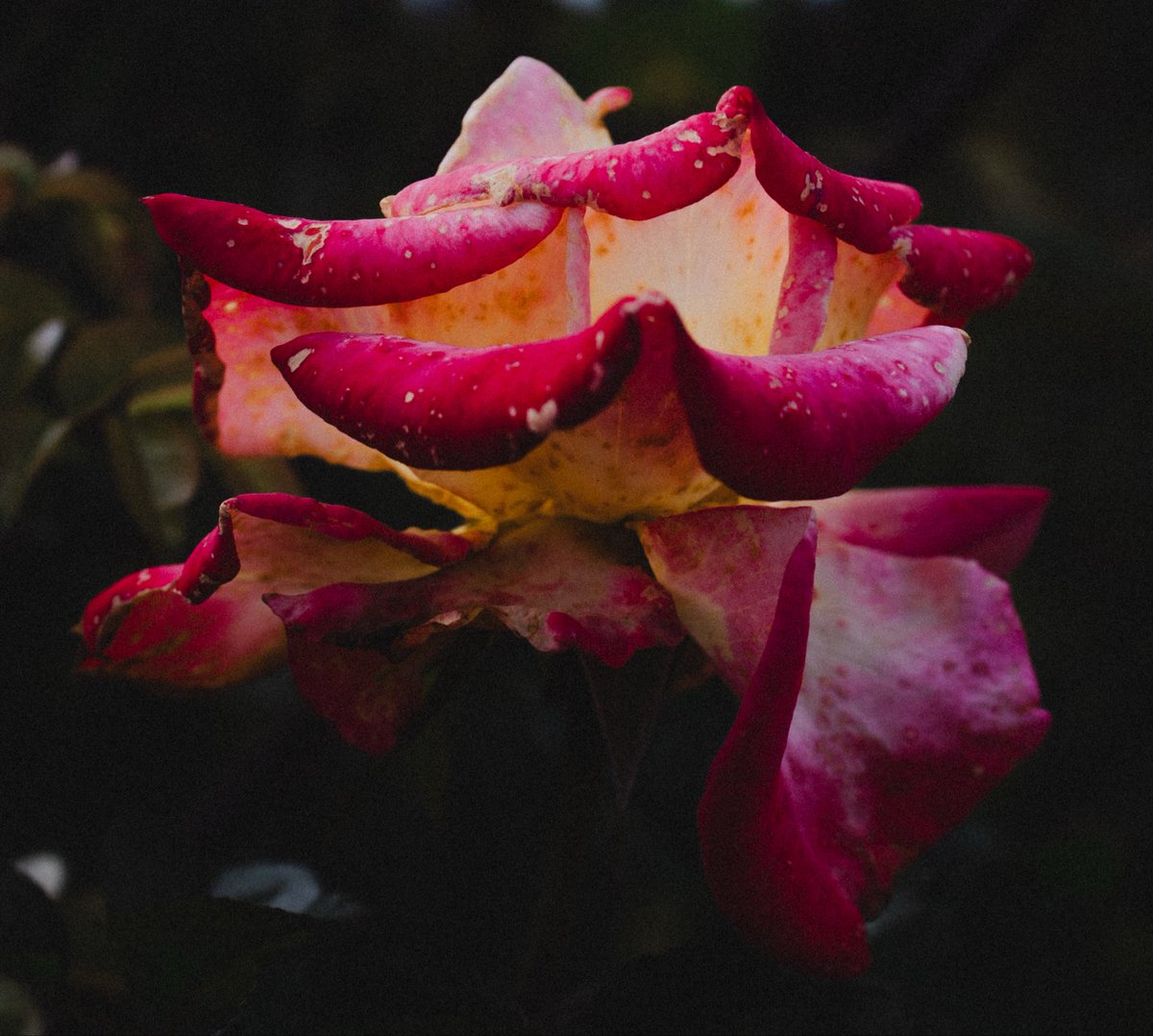 nadishsood's tweet photo. roses vs winters
01.09.26 https://t.co/7nmMqLmZiR