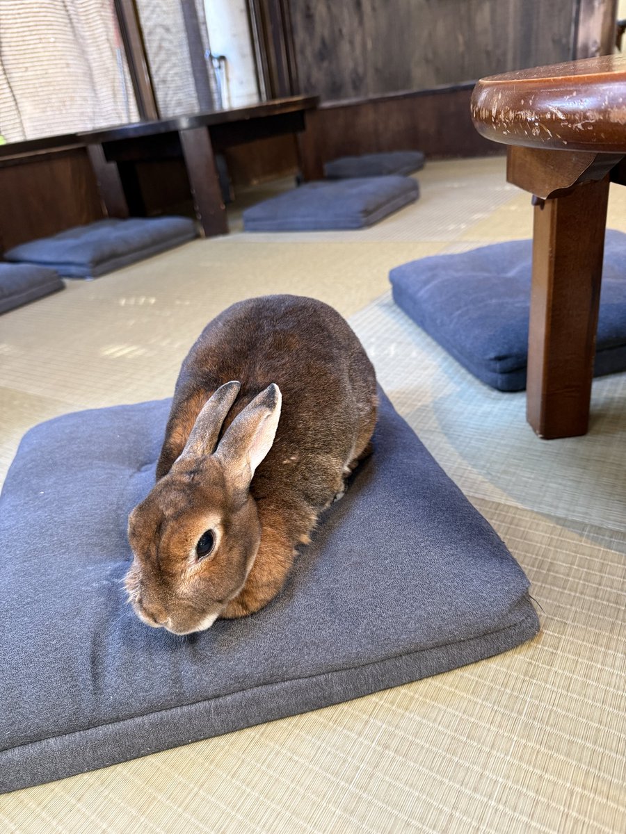 ポン太ページ adidas(アディダス) / ZX 1000 C/ローカットスニーカー/25.5cm/WHT