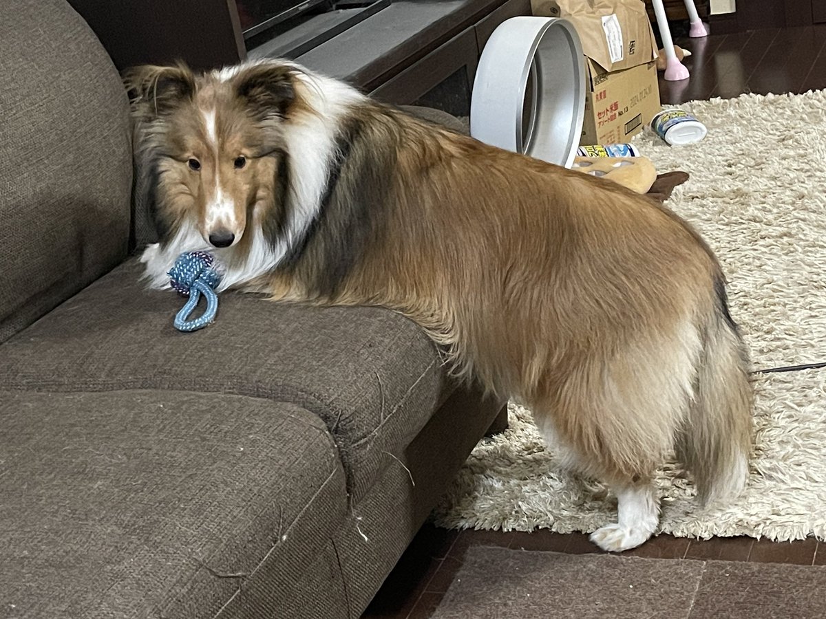 ちょっと一緒に遊んでくれない？🐶 ずっとこの姿勢で見てくるw 今