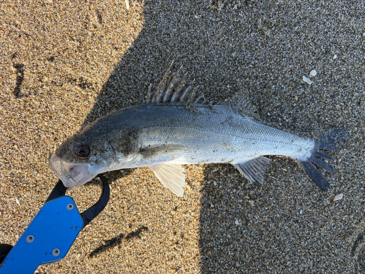 lapisflow's tweet image. ヒラメ釣りに行ってスズキが2匹釣れた
別にハズレ枠ではないのでけど、20センチ程だったので両方リリース
坊主じゃなかっただけで満足