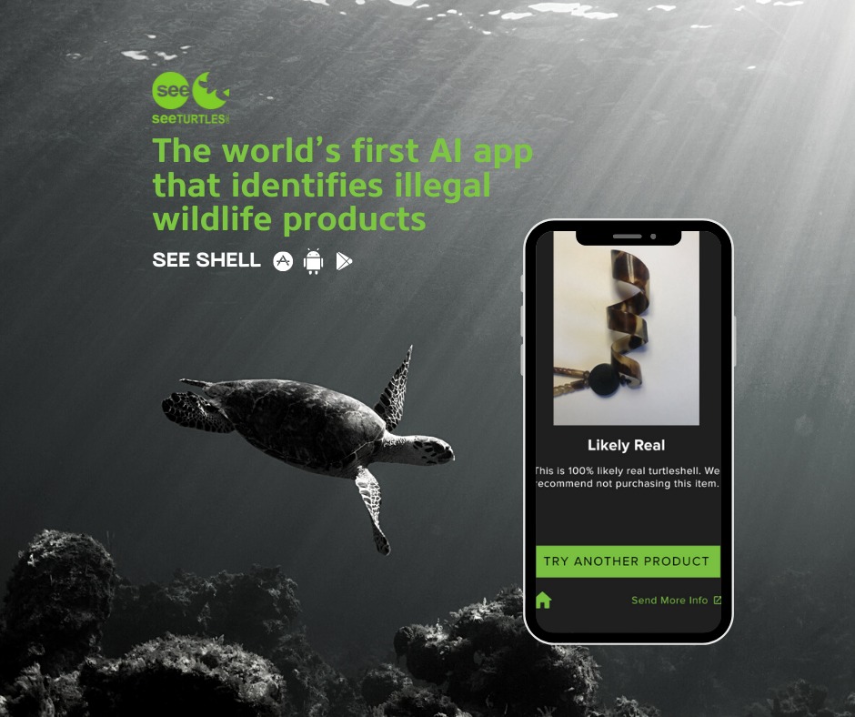 SEE Turtles tweet media