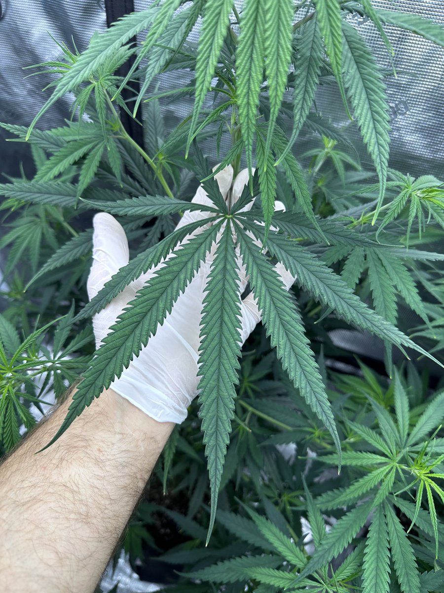 LiveWireSavy's tweet photo. @UndercoverIndy @imUrB00gieman Oh yeah. Sure do! Igor some of that rolling. Some 1 Squirrel Tail I scored from the Isaan region from a friend who gifted me the beans https://t.co/ohqEBk9mSo