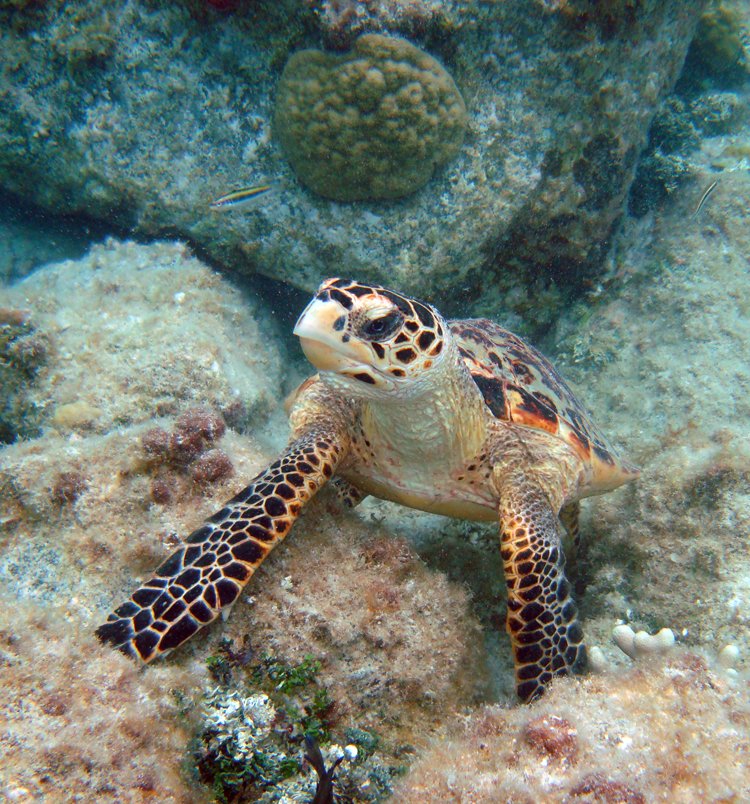 SEE Turtles tweet media