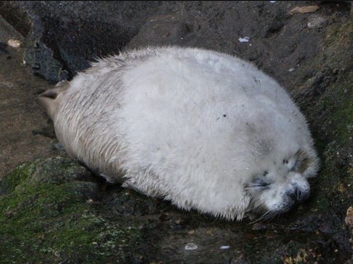 sealfilia's tweet image. grain of rice that fell in the floor  eeeeeyuck!