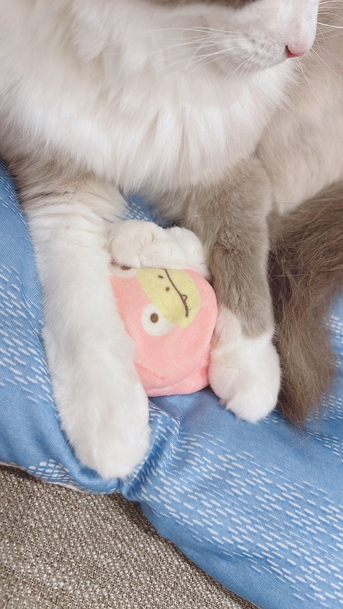 cococonut0127's tweet photo. 今日のお昼寝

ヤドン… https://t.co/ZwcHWRUXoQ