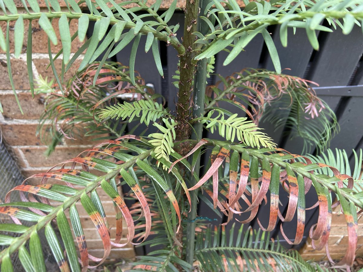 Murray Finlayson tweet media