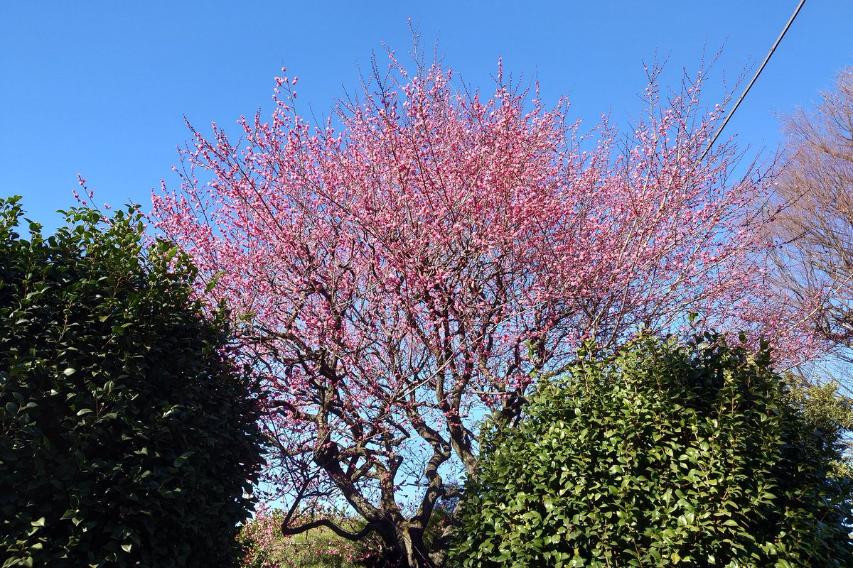 紅梅が満開に。
寒くても春は少しづつ近づいている。