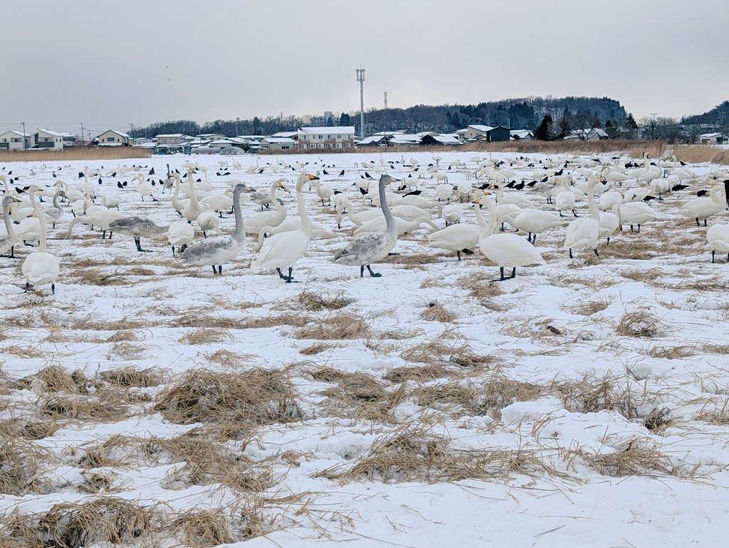 白鳥ぱんだ ワン、パンダ公園で走り納め🐶 今年も白鳥さん滞在してました🦢 途中