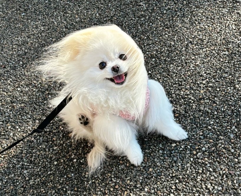 chimaki0328's tweet image. 強風に煽られている犬が好きな全ての人へ