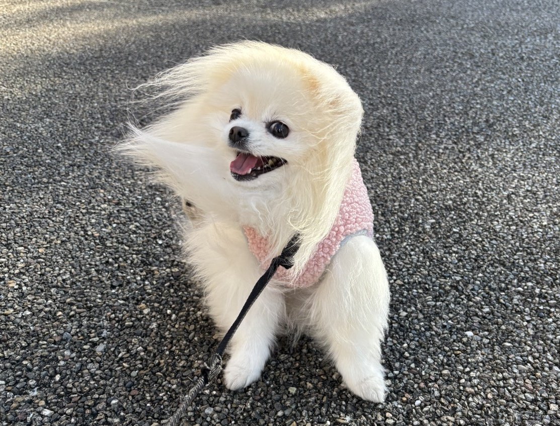 chimaki0328's tweet image. 強風に煽られている犬が好きな全ての人へ