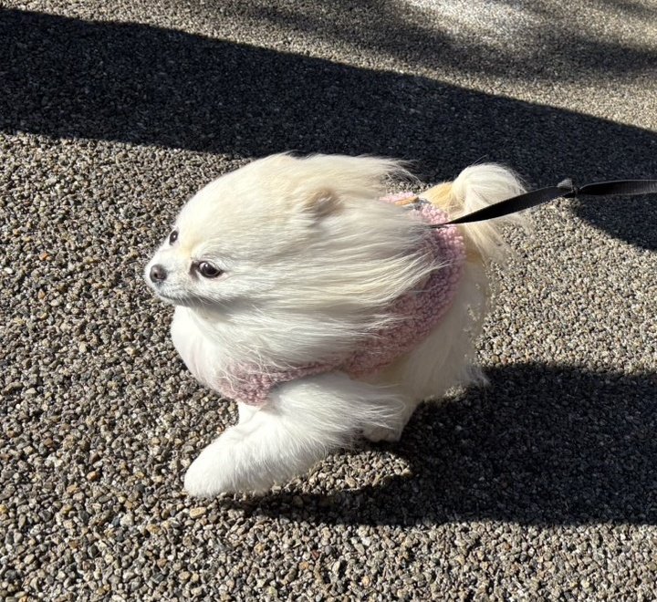 chimaki0328's tweet image. 強風に煽られている犬が好きな全ての人へ