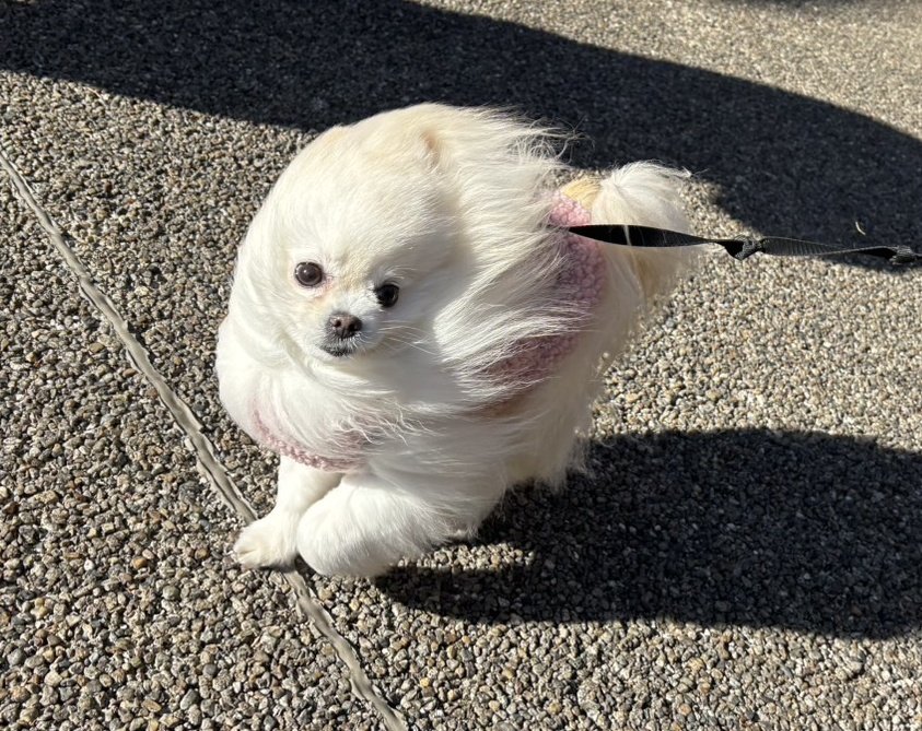 chimaki0328's tweet image. 強風に煽られている犬が好きな全ての人へ