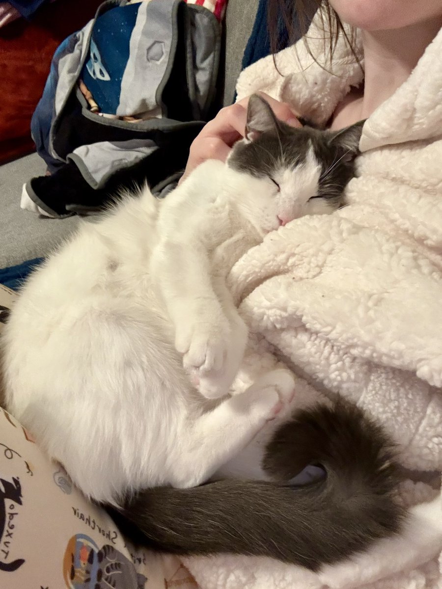 feederofcats's tweet photo. nobody has ever been as baby as her. she's changing the baby game https://t.co/h2IeGINXqm