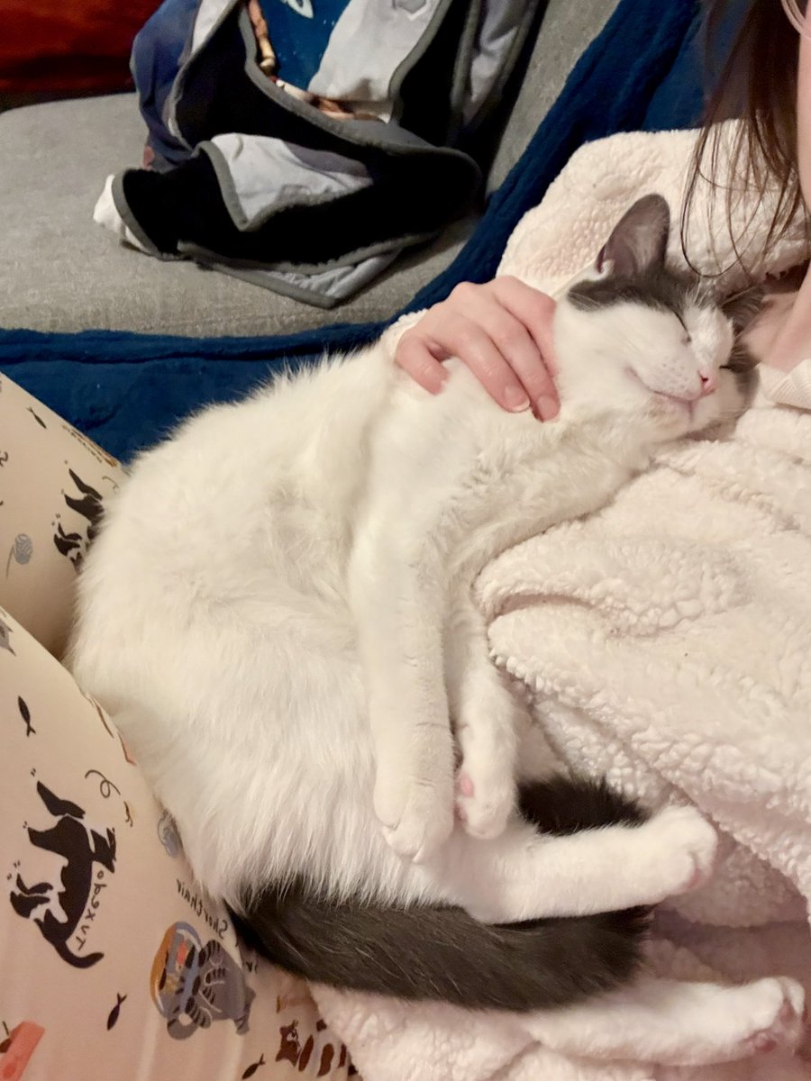 feederofcats's tweet photo. nobody has ever been as baby as her. she's changing the baby game https://t.co/h2IeGINXqm