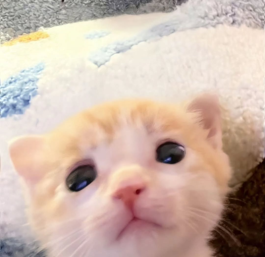 The Pets 𝕏 tweet media