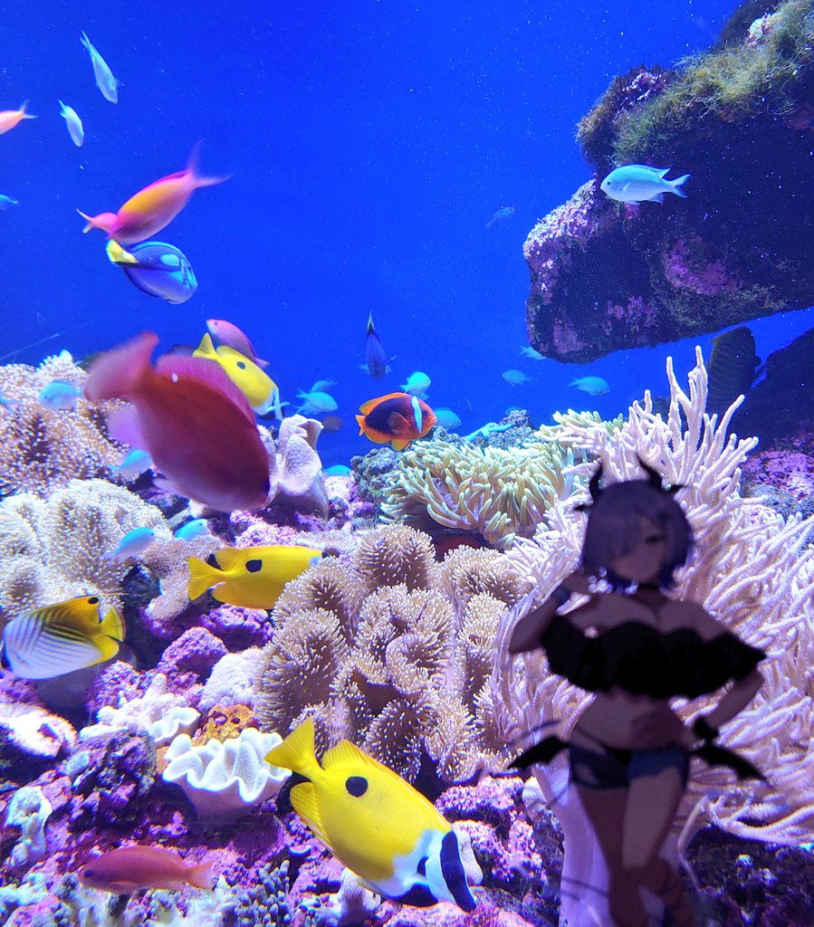 カラフルなお魚も綺麗だよねぇ #ミナミイズミ