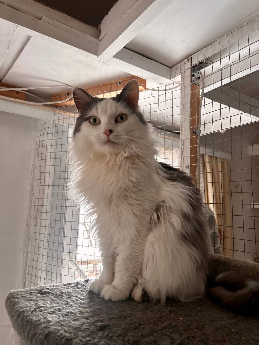 Через бусти сбор на корм 70 кошкам.
Вот ссылка boosty.to/kzarstvo/donate
Кузя очень просит за всех.
Январь очень тяжелый.