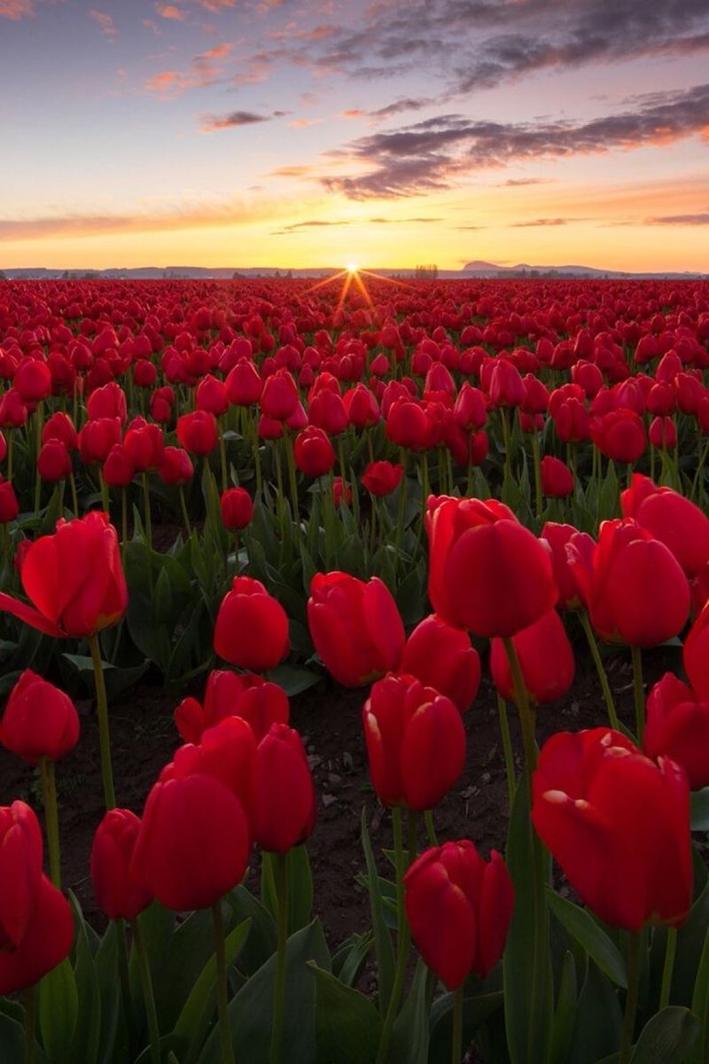 itextosoff's tweet photo. red tulip field https://t.co/6KGFEXn0q0