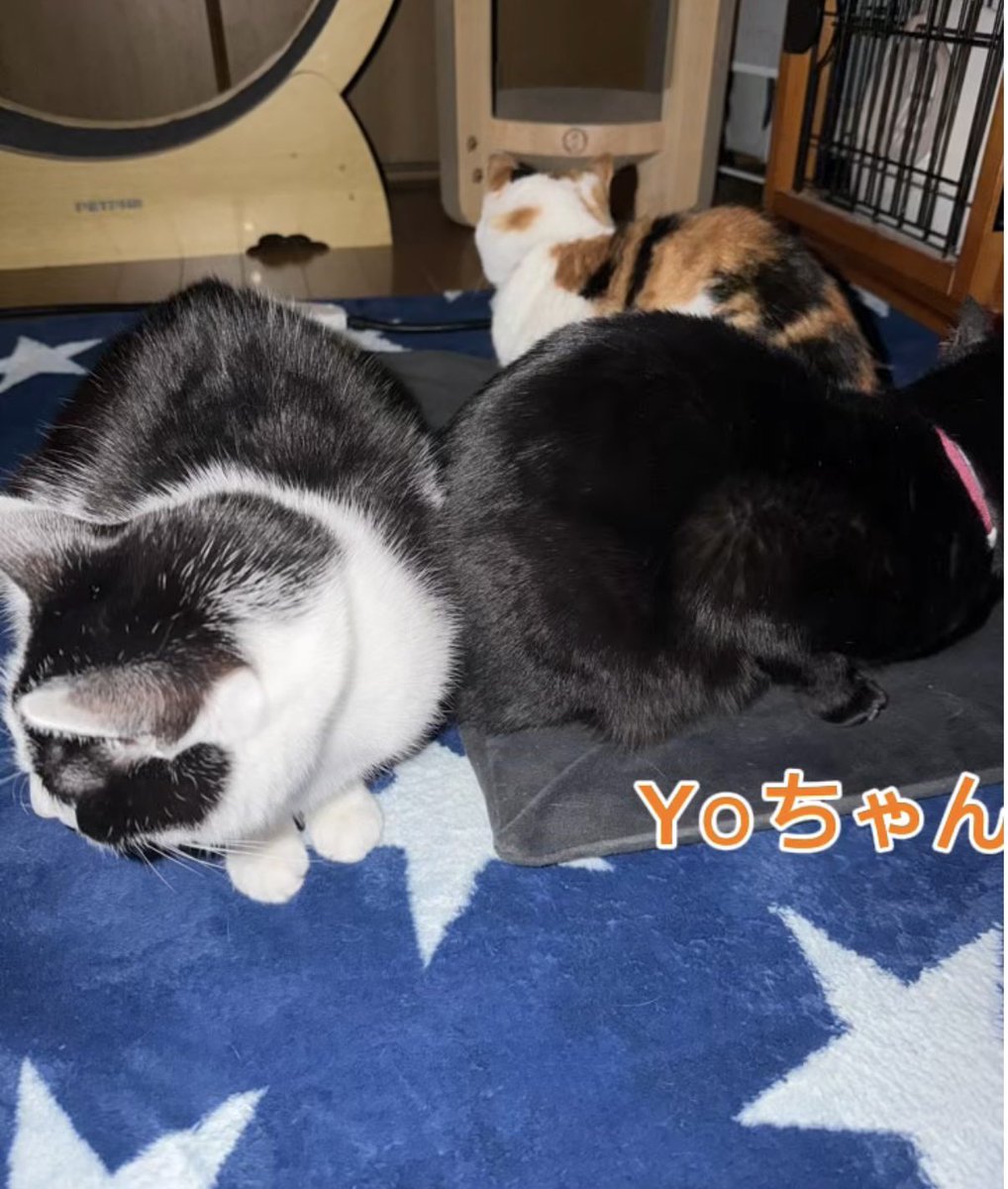 黒猫Yoちゃん（3にゃん） (@Yochan2983) / Posts / X