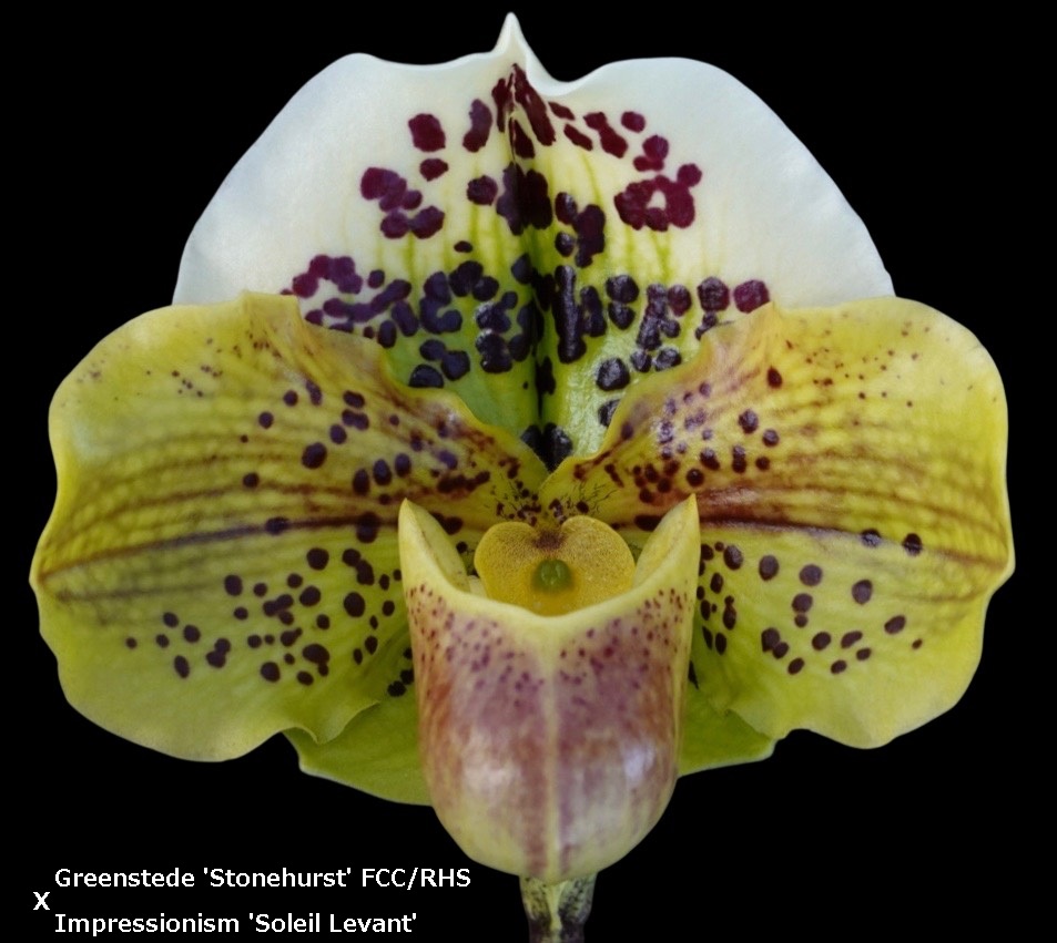 oikawa_orchids's tweet photo. あけましておめでとうございます
本年もよろしくお願いいたします

大晦日終了のヤフオクでご入札していただきました皆様ありがとうございました

本年は東京ドームプリズムホールで開催される「世界らん展2026-花と緑の祭典-」に6年ぶりに出店いたします
皆様にお会いできるのを楽しみにしております https://t.co/KvcF69UC7Z
