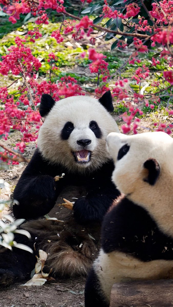 シャンシャンの家 (@NanSenko78281) / Highlights / X