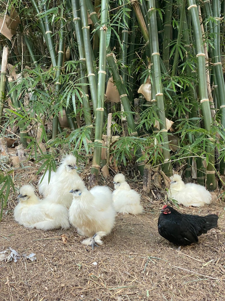 surumeika0316's tweet image. うこちゃんたちは
竹藪で
まったりタイム