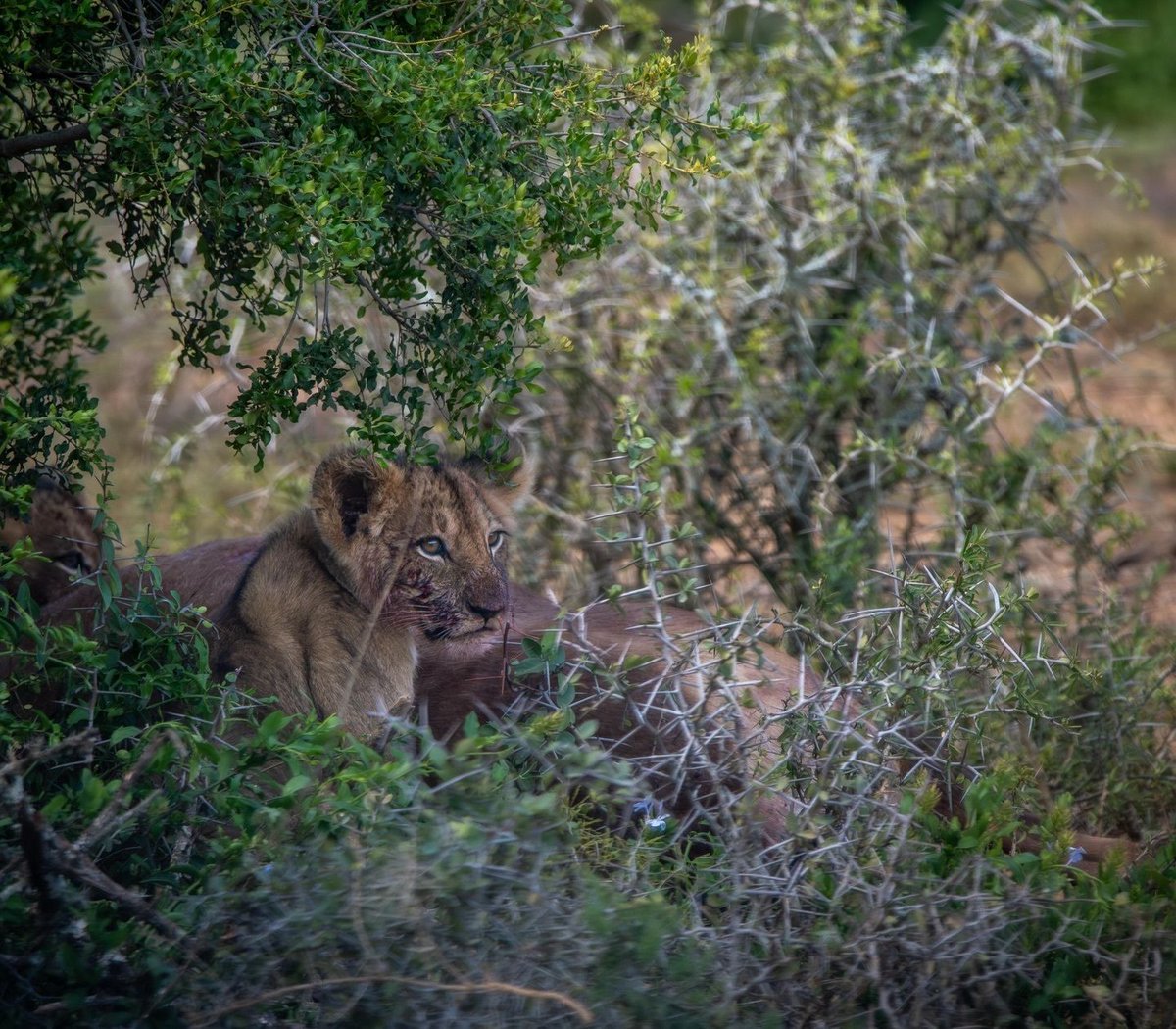 SANParks's tweet image. Feeding time in Addo. 🦁 
__
📷 Luisa M Vink 📍#AddoElephantNationalPark #LiveYourWild #WildBackyard #nature #lion